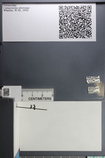 Media type: image;   Entomology 568896